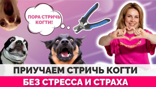 Как приучить собаку стричь когти?