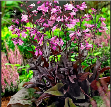 Это из интернета. Очень нравится
