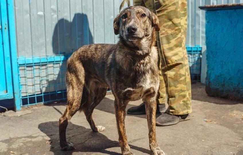 Красотка Шарлотт ищет дом!