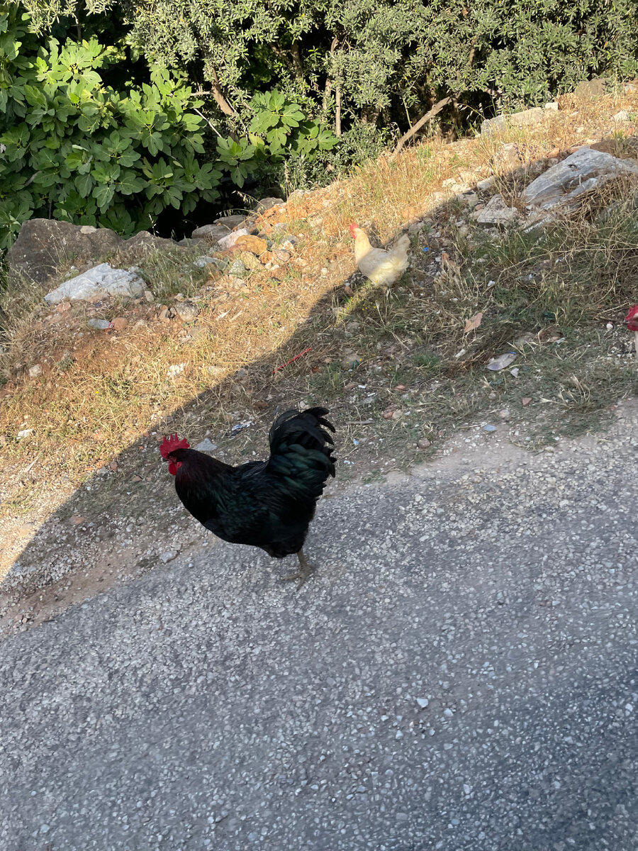 Чуть выехали за город - сразу живность показалась