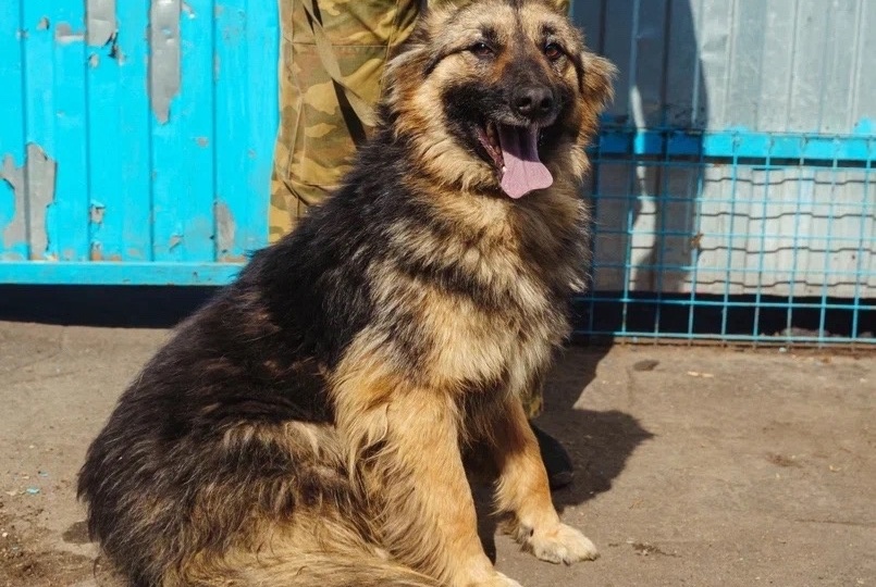 Мишка Гамми? Неееет, собака Гамми