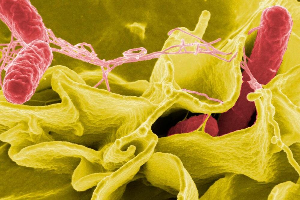    Сальмонеллёз Фото: @ Фото: Соцсети