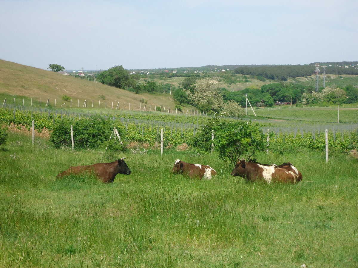 Местное стадо