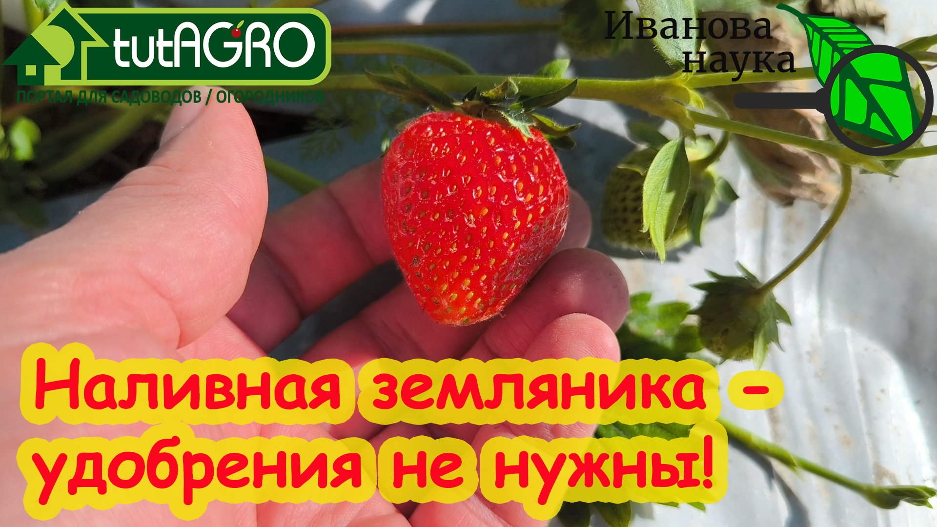 🍓ХОТИТЕ МНОГО КРУПНОЙ И СЛАДКОЙ КЛУБНИКИ? Подкормки не нужны! Бесплатное  средство для земляники.