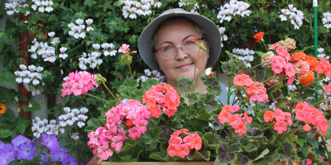 Мои герани всегда цветут пышно. 4 совета для бесподобного цветения