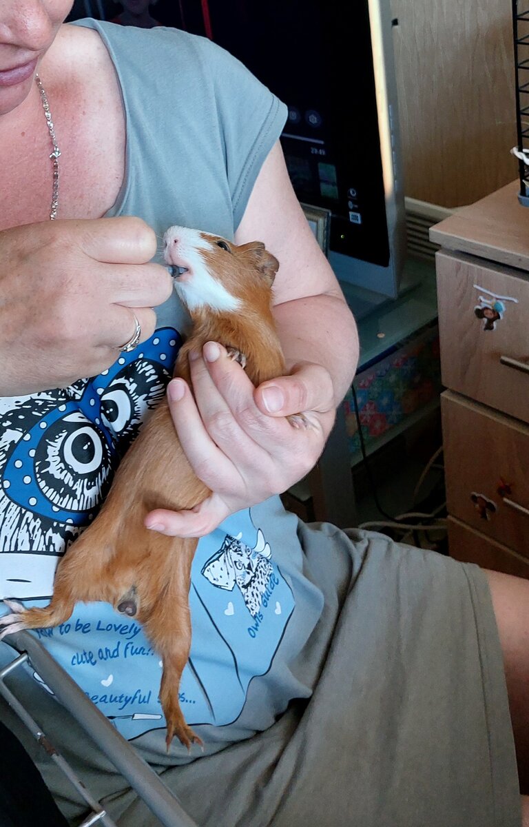 Даю лекарство поросенку