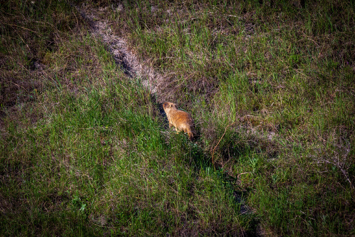 Спешит по своим сусличным делам