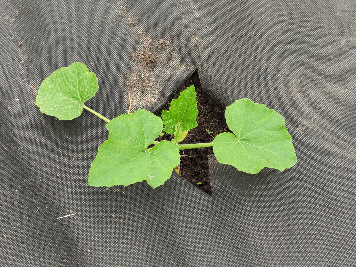 Кабачок Мячик