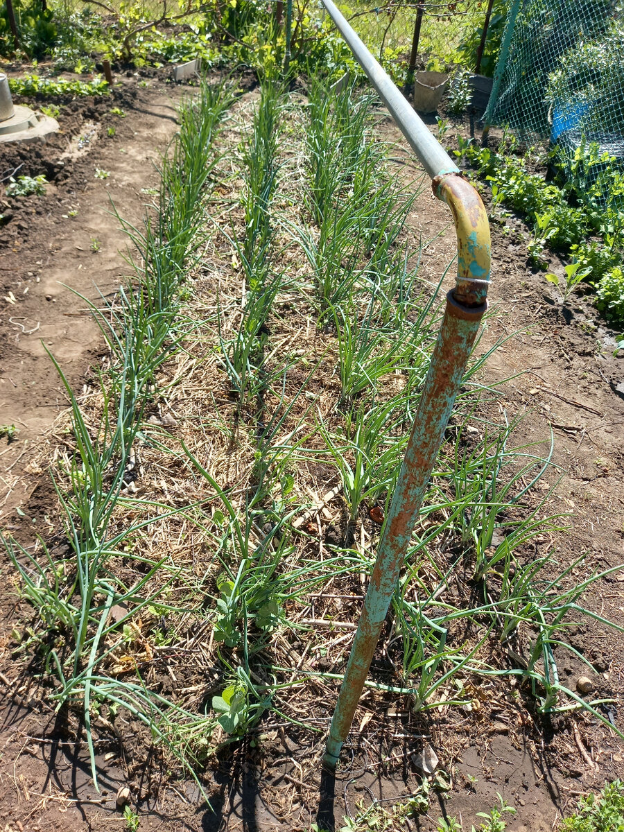 Я замульчировала уже давно толстым слоем грубой органики. От него почти ничего не осталось - съели червячки. Собираюсь добавить - уже сухую скошенную траву - сейчас можно.