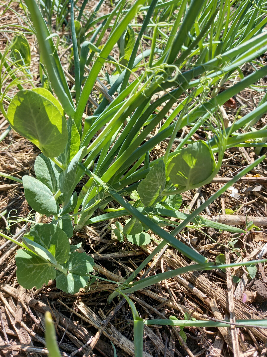 В этом году у меня осталось много замоченного и проросшего гороха, я посадила его в середине луковой грядки- мол, отпугивать будет. И только потом вспомнила, что лук и горох считают антагонистами. Посмотрим, что будет...Пока горох плотно ухватился за лучок и стоит, как солдат. Со временем я натяну сетку и привяжу его на нее. Опора над грядкой уже стоит. 