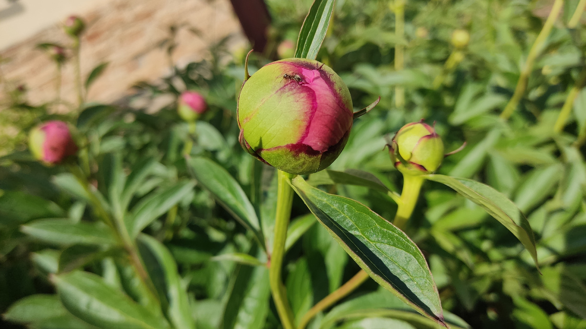 Муравьи пионы любят