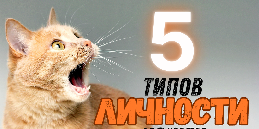 Исследования доказывают, что у кошек есть 5 основных типов личности