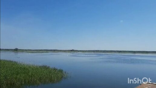 Лебеди на пруду недалеко от Моршанска. Лет 5 назад их было несколько пар.