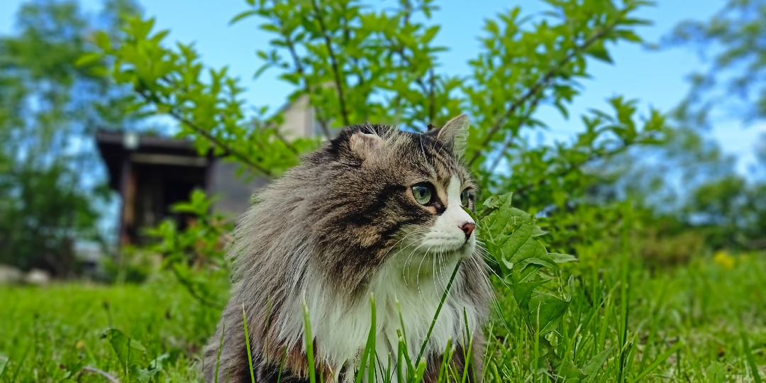 СКОРО ЛЕТО 😽