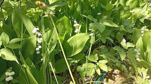 Тюльпан который объявился через много лет