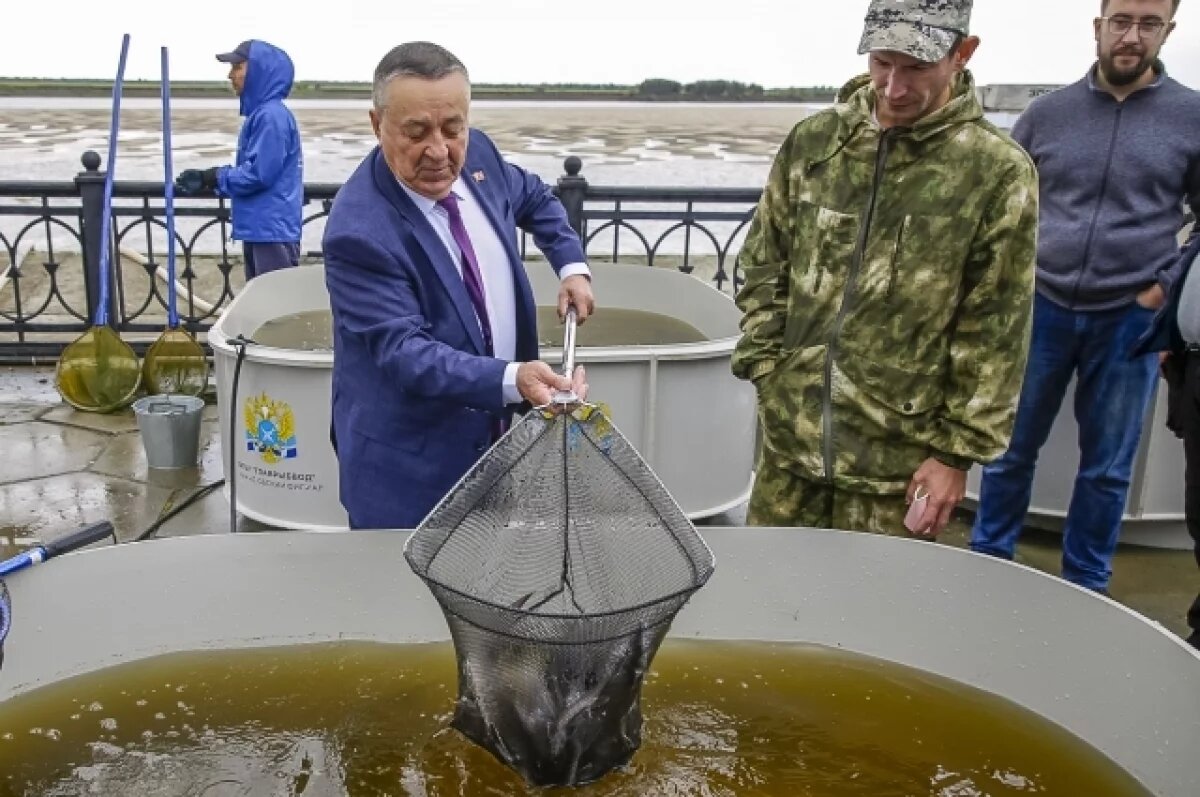 В Ханты-Мансийске выпустят в Иртыш первую молодь осетра | АиФ – Югра | Дзен