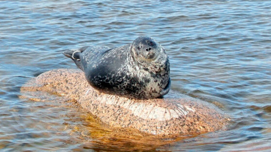    Ученые при поддержке АО "Ростерминалуголь" отправились к местам обитания балтийской кольчатой нерпы в Финском заливе Алеся Сафонова
