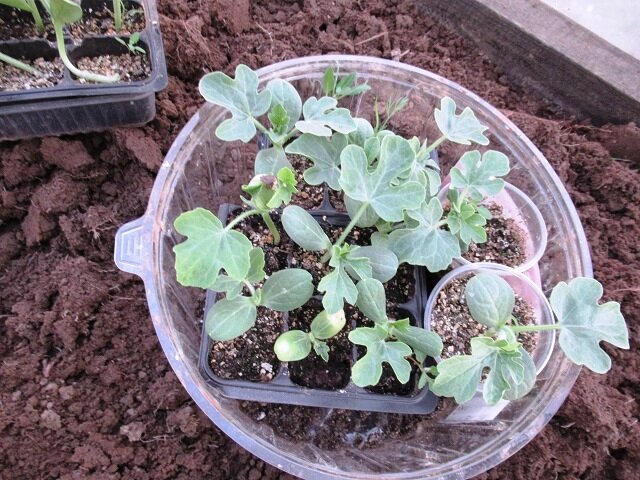 рассада арбуза, фот о автора