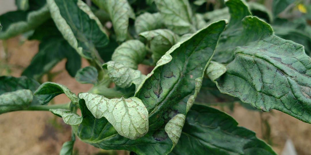 "Скручиваются верхушки" у томатов. Агрономы называют 3 причины – важно знать всем огородникам (как грамотно устранить вопрос)