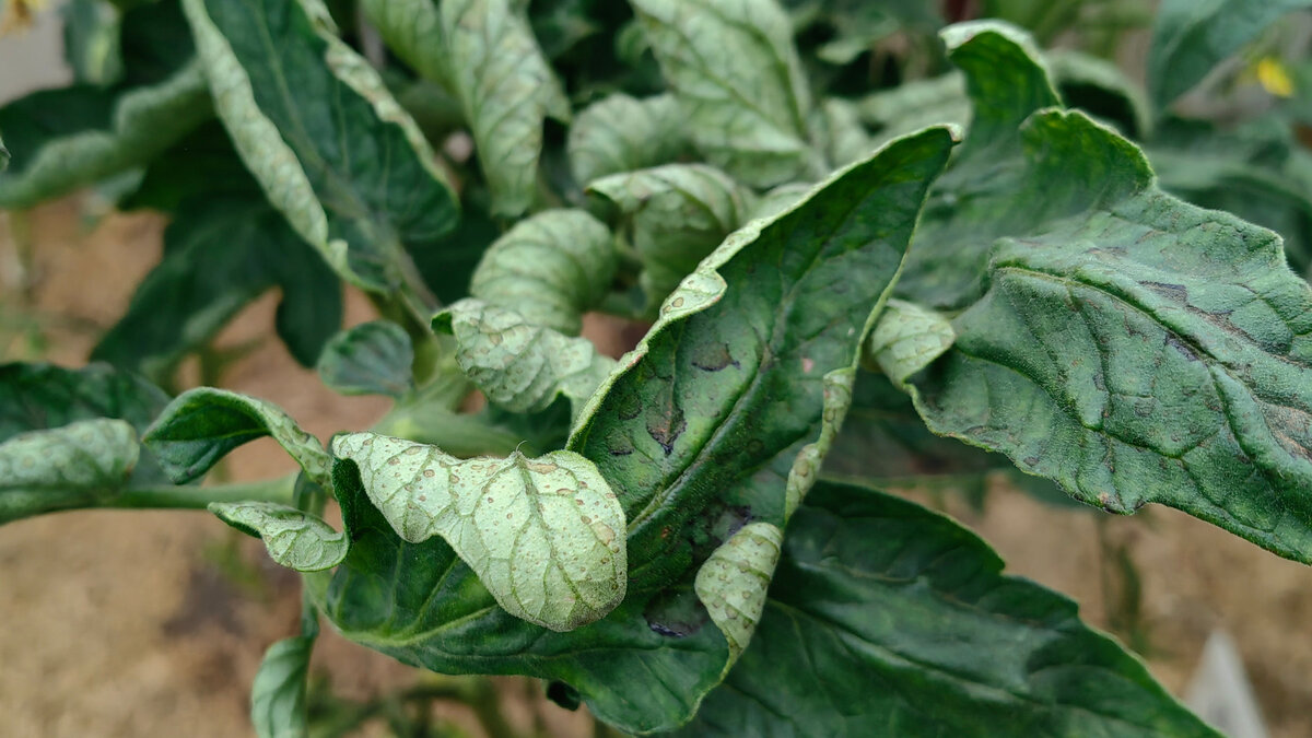 Заметив на томатах скрученные верхушки, огородники спешат подкормить растения кальцием. 