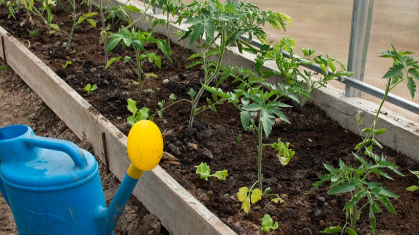 При избыточном поливе и большом содержании фосфора наблюдается дефицит цинка. Это может быть еще одной причиной. Или же растения поражены вирусной инфекцией.