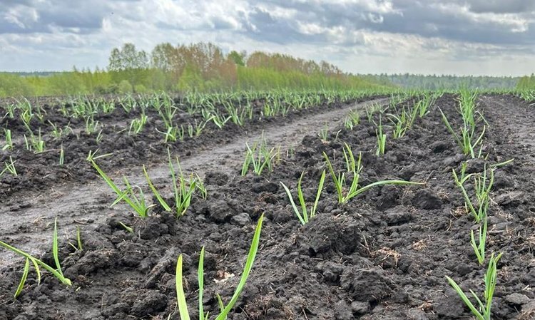    Импортозамещением чеснока решил заняться фермер в Томском районе