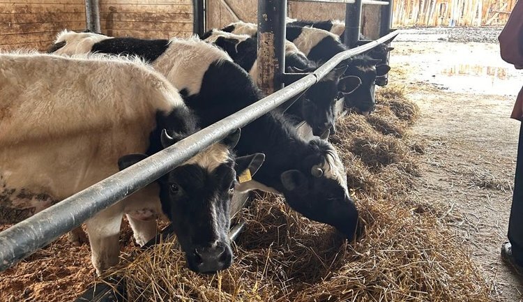     Импортозамещением чеснока решил заняться фермер в Томском районе
