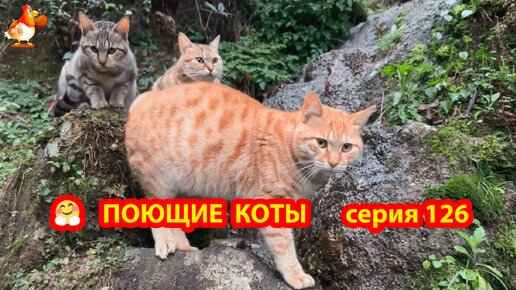 Крутые коты у птичьего двора выпуск 126 🐈🐈‍⬛😹 Сосиски в кадре ❣️ Природа Абхазии и красивое подворье с птицами и животными 🥰