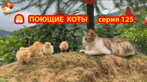 Крутые коты у птичьего двора выпуск 125 🐈🐈‍⬛😹 Цыплята в кадре ❣️ Природа Абхазии и красивое подворье с птицами и животными 🥰