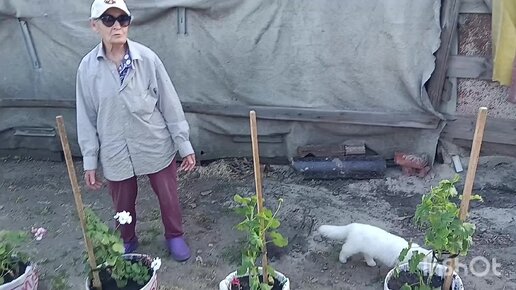 Белгородская область. 27:05:24г. Дорога в Белгород. Вес бройлеров в месяц. Высадили герань на улицу.