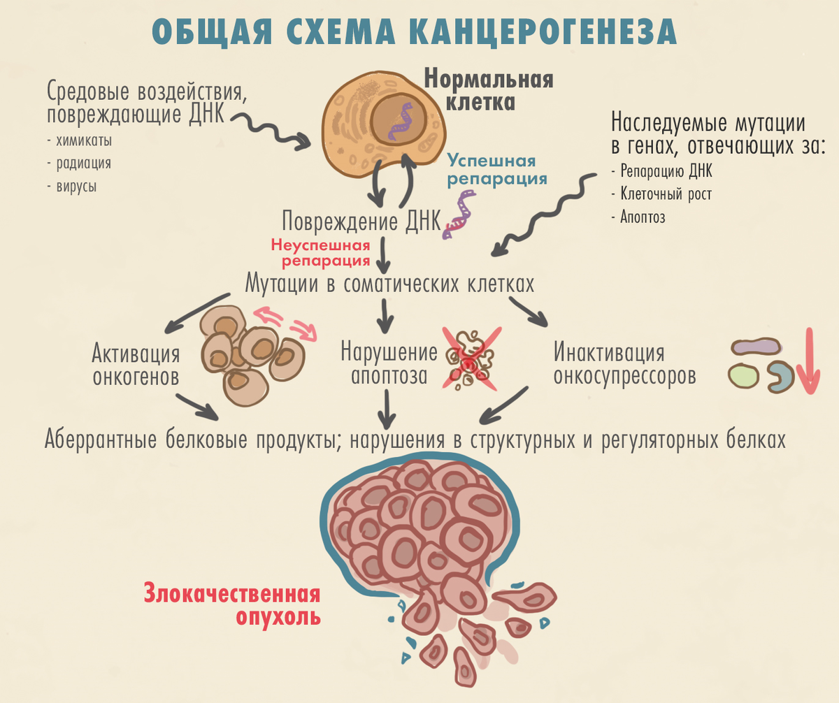 Как развивается опухоль. Репарация ДНК - восстановление повреждений в структуре ДНК. Апоптоз - запрограммированная смерть клетки (то, что должно происходить при мутациях)