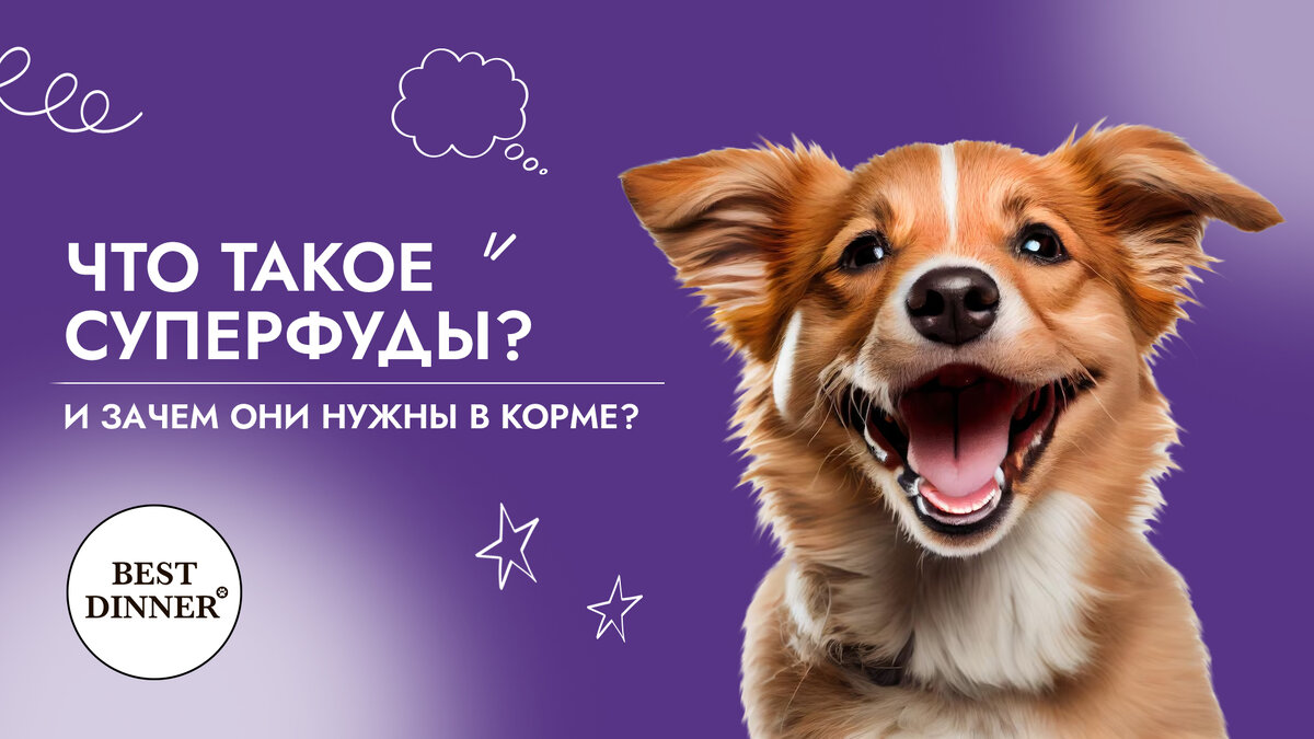 Суперфуды в корме для кошек и собак: что это и для чего нужно? 