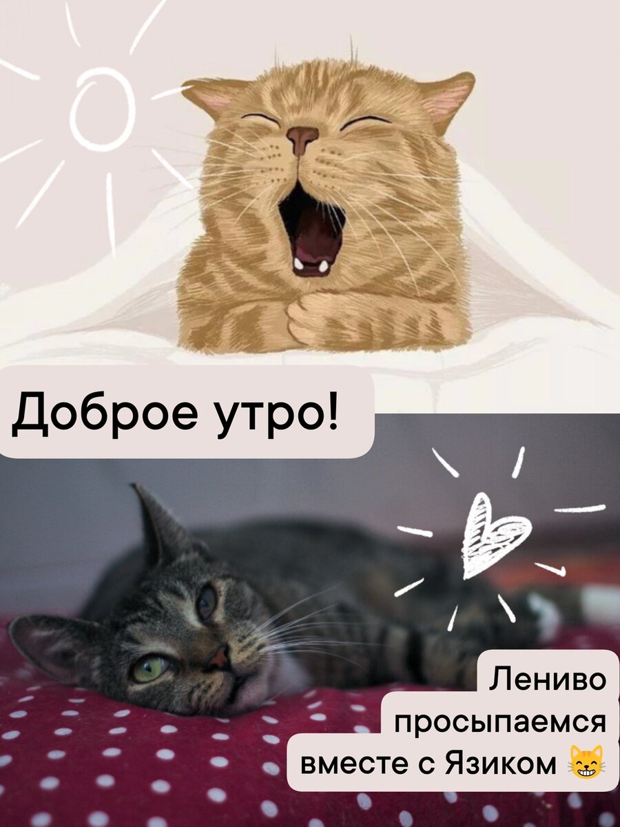 Кот Язь мечтает о доме 💝🐈 | Приют для кошек 