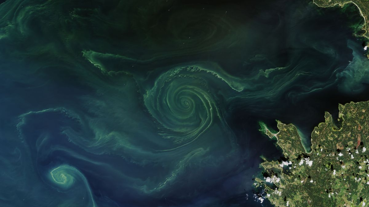 Спираль цианобактерий была частью гораздо более крупного цветения водорослей, охватившего большую часть Финского залива.(Изображение: НАСА Земная обсерватория/Landsat)