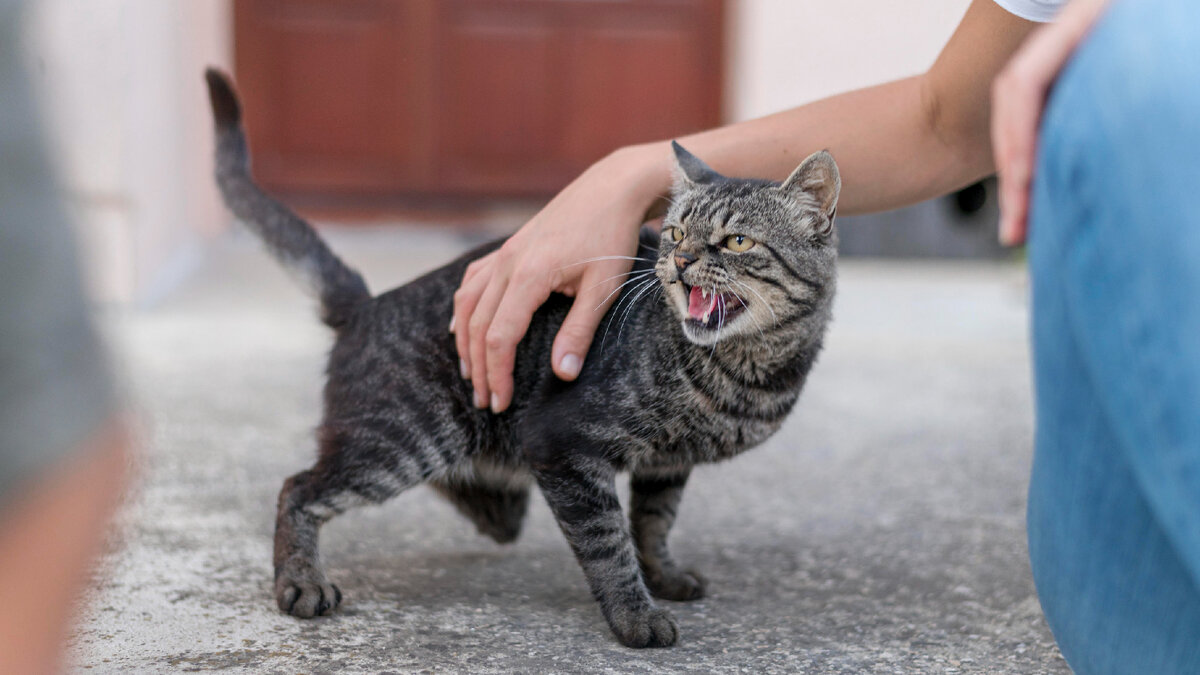 Через укус кошка проявляет агрессию или хочет на что-то нам открыть глаза?