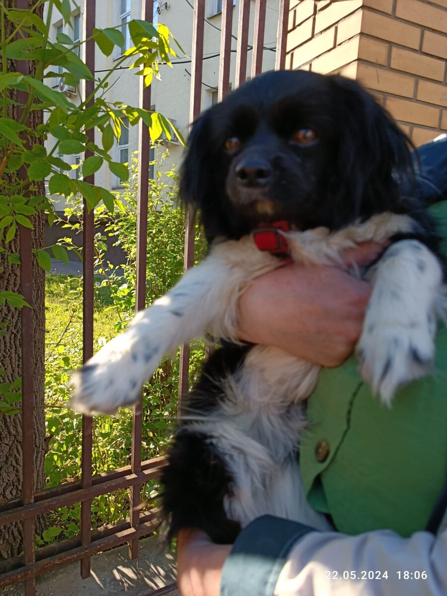 Чапа москвичка.