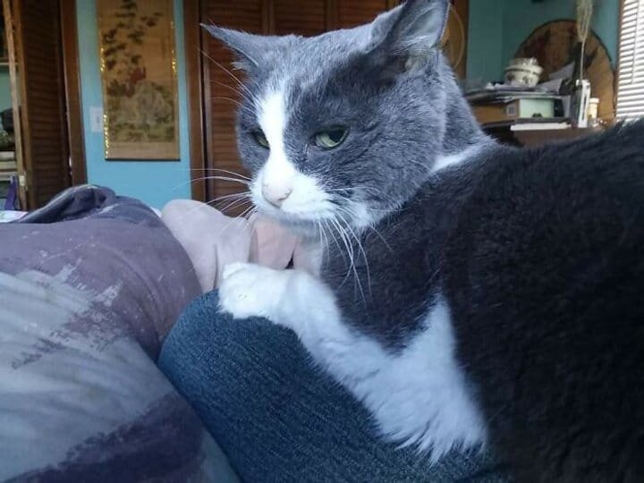 Кот чувствует какой-то подвох. (Фото с BigPicture.ru).