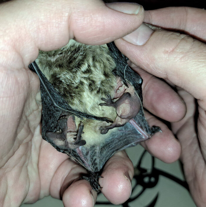 Родила царица в ночь... | Пикабу | Дзен