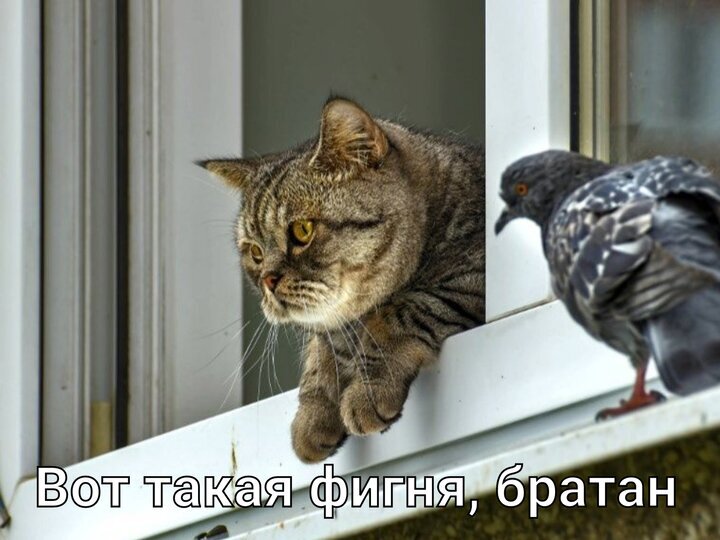 иллюстрация из яндекс картинки.