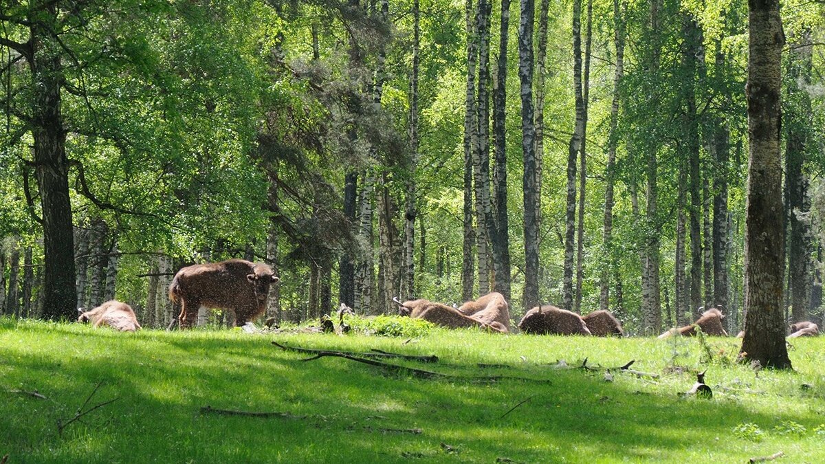 На фото Марины Горянцевой: гнус над стадом зубров в Окском заповеднике