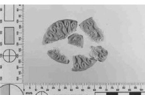 ДНК, кусочки печенья 