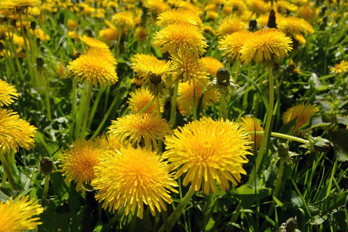     Полезный сорняк: 5 потрясающих способов использования одуванчиков