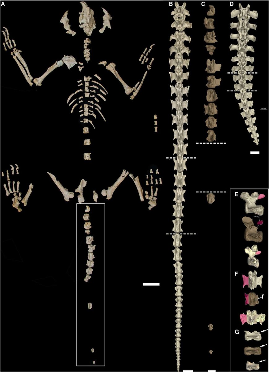    Ископаемое из Haile 7G, округ Алачуа, северо-центральная Флорида, вместе со сравнительными образцами. Местонахождение скелета датируется плейстоценом. (A) Полный образец. В рамке указаны те же хвостовые позвонки, что и в части (С). (B-G). Хвостовые позвонки в спинном разрезе. (B) Coendou prehensilis. (C) Erethizon poyeri. У него сохранилось 14 хвостовых позвонков из, многие из которых относятся к проксимальной части, но по крайней мере три — к дистальной. (D) Erethizon dorsatum. Определение положения C14 и дистальных хвостовых позвонков E. poyeri является приблизительным, основанным на форме и размере относительно других позвонков. Проксимальные позвонки находятся в верхней части рисунка, дистальные — в нижней. Белые пунктирные линии указывают на начало переходных хвостовых позвонков. Серым пунктиром обозначено начало дистальных хвостовых позвонков / © Current Biology, Natasha S. Vitek et al.