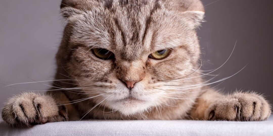 11 поступков людей, которые не нравятся кошкам