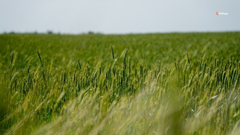      Фото: Борис Московкин / / ИА «Победа26»