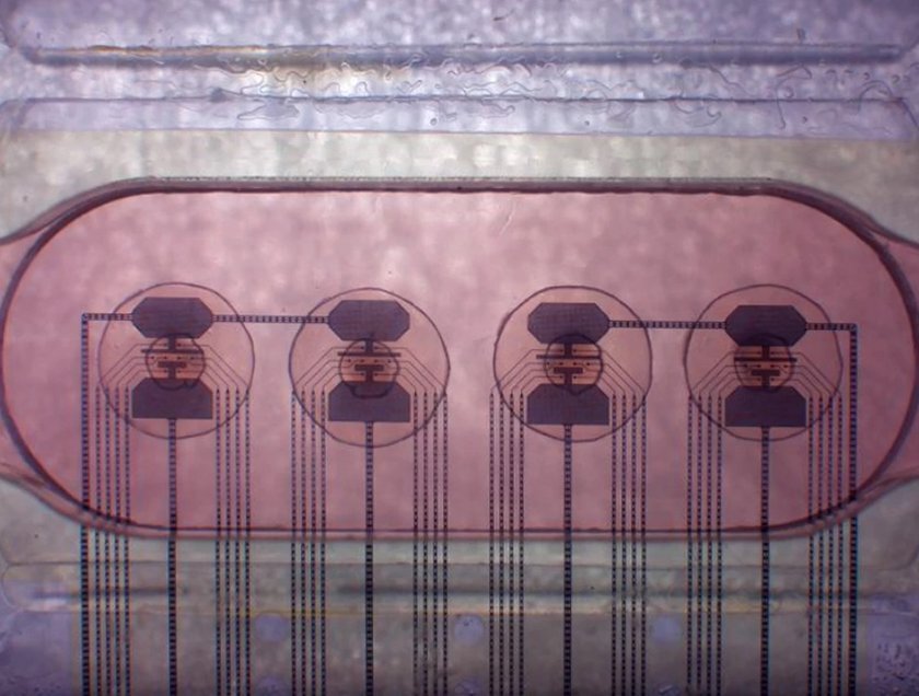 Стартап из Швейцарии FinalSpark создал первый в мире биопроцессор. Он может совершать расчеты с помощью 16 органоидов человеческого мозга.-2