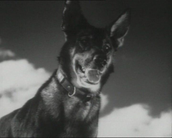Кадр из фильма «Джульбарс», 1935 год. Фото: Кинопоиск