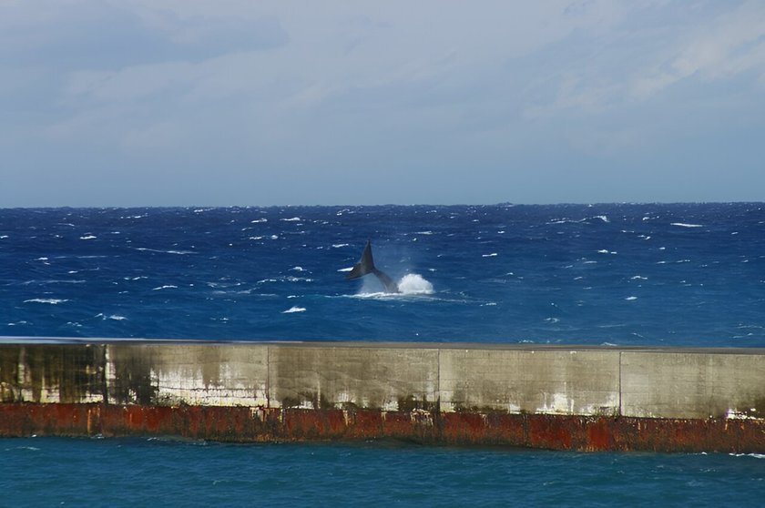 По данным Phys.org, в мире сохранилось 30 японских китов (North Pacific right whale или Eubalaena japonica).