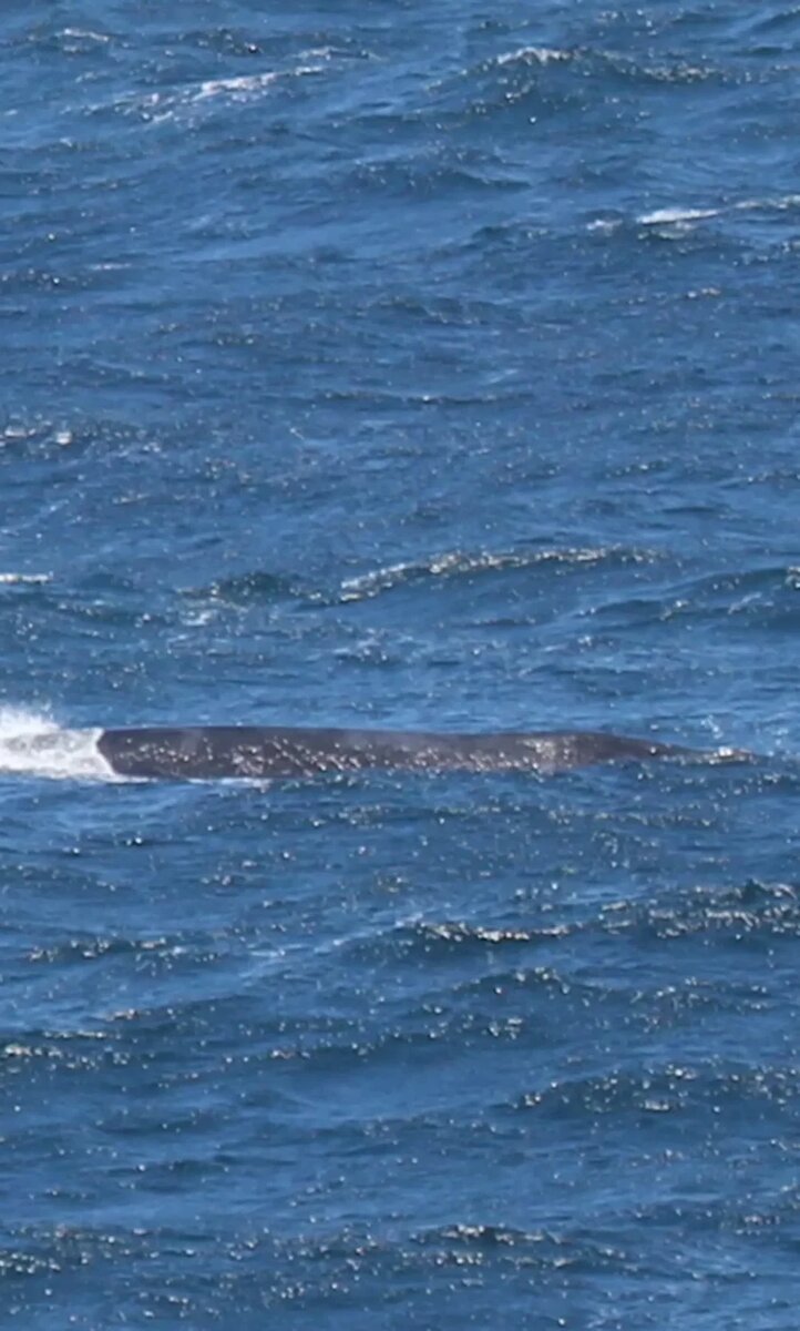 По данным Phys.org, в мире сохранилось 30 японских китов (North Pacific right whale или Eubalaena japonica).-2