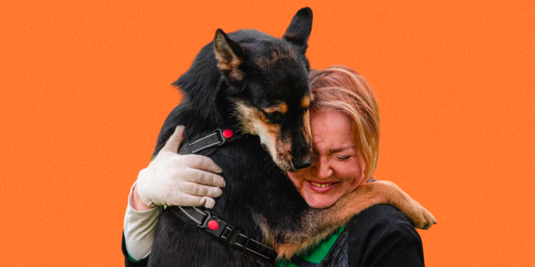 Лайки в обмен на средства для бездомных животных: присоединяйтесь к благотворительной акции